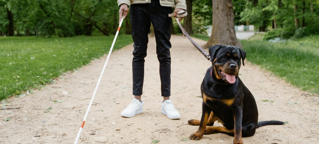 Zwierzę na pokładzie samolotu – czy to możliwe? Jakie zaświadczenia są wymagane?